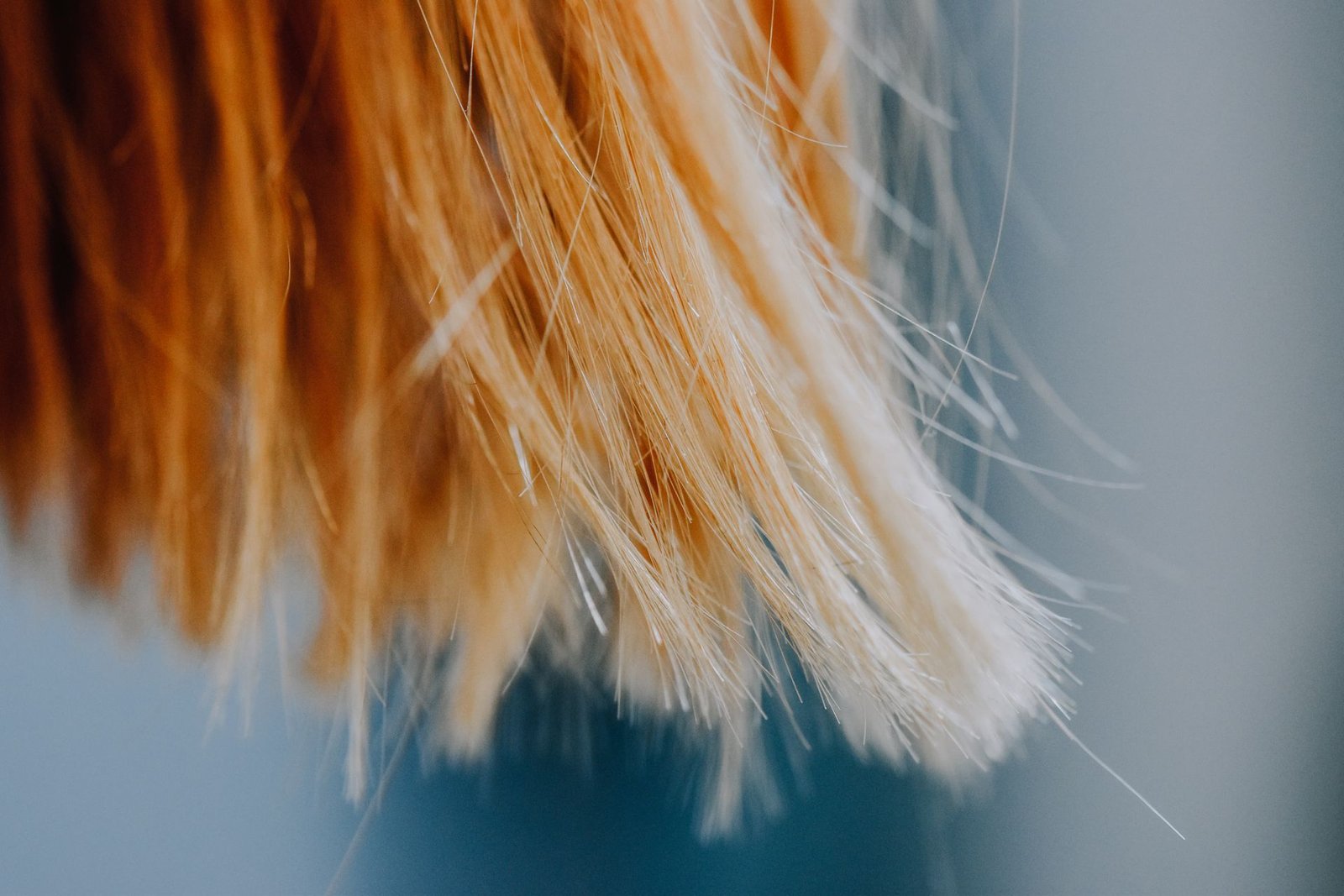 Soft focus close-up of blonde hair strands, elegant texture